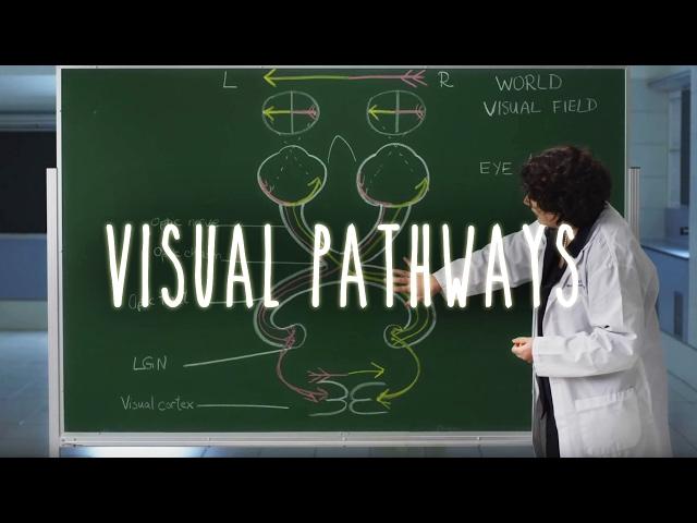 Neuroanatomy S1 E6: Visual Pathways #neuroanatomy #ubcmedicine