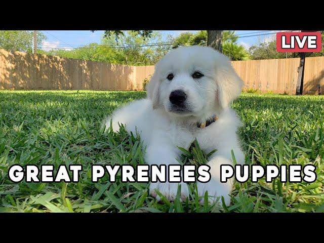 Great Pyrenees Puppy Livestream - More puppies are going home! 