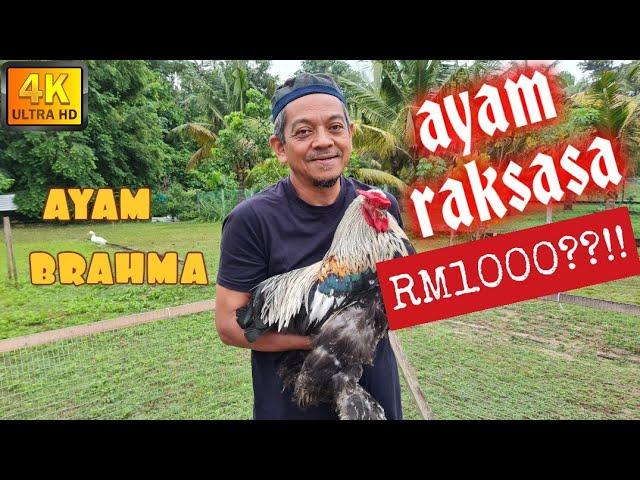  AYAM BRAHMA || AYAM GEMUK PAKAI STOKIN