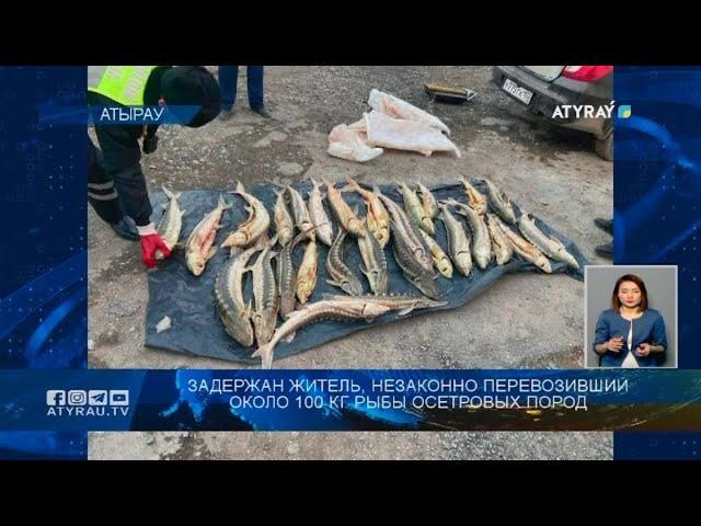 Задержан житель атырау, незаконно перевозивший около 100 кг рыбы осетровых пород