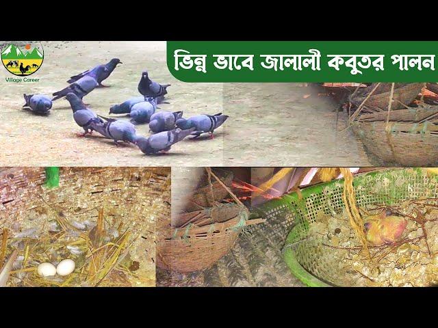 ২০-২৫বছর যাবৎ বিনা খরচে সম্পূর্ণ ভিন্নভাবে জালালি কবুতর পালন করে সফল এই খামারি/Jalali kobutor palon