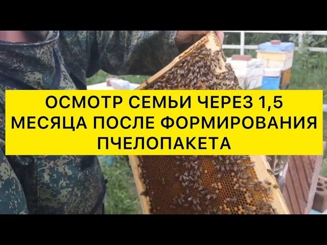 Осмотр семьи через 1,5 месяца после формирования пчелопакета