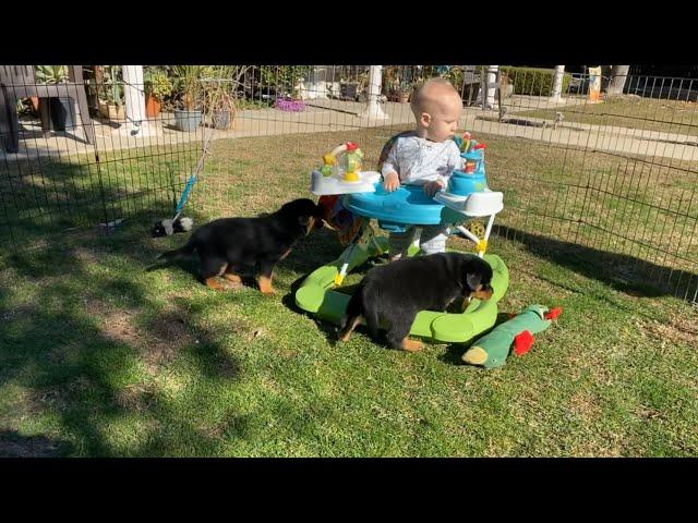 Von Ruelmann Rottweilers Day in the life of a German Rottweiler Breeder Episode 2