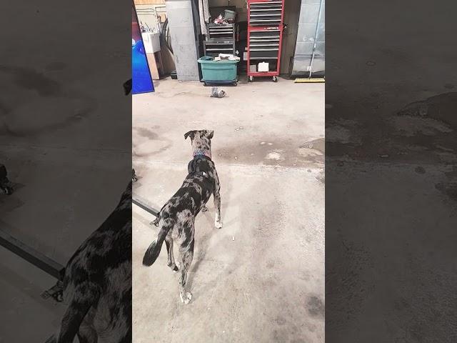 Jax won't let Cash near the food #dogs #mypack