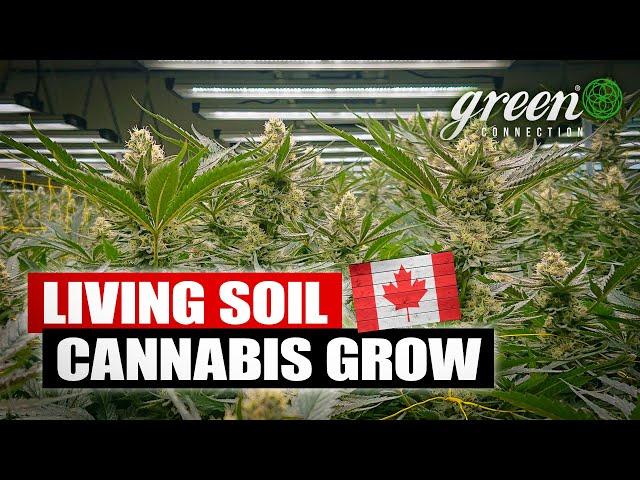 Zu Besuch in einer Living Soil CANNABIS Farm in KANADA | GreenConnection meets Fuga