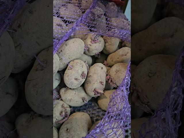 Делаем вспашку под картофель #огород #село #деревня #трактор