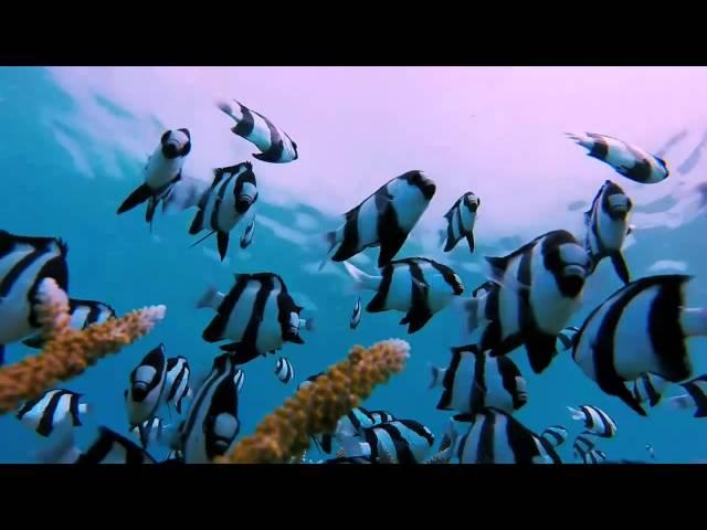 Humbug Damselfish Tricked With GoPro