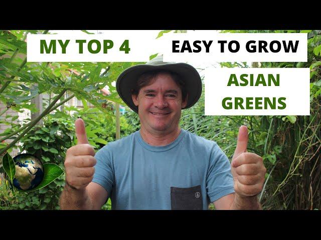 My Top 4 Easy Asian Greens to Grow at Home PERMACULTURE STYLE