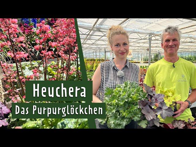 Purpurglöckchen: So gedeihen sie in Beet und Kübel | MDR Garten