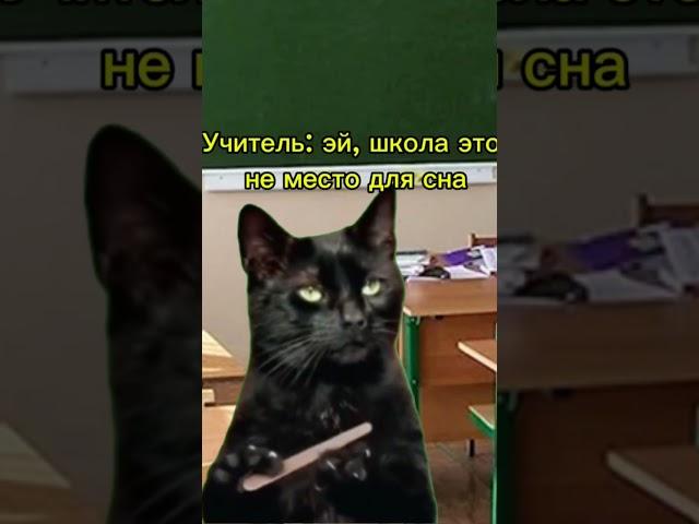 Учитель в шоке  #котики #мем #рекомендации