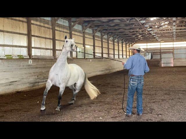 Troubled Horse needs help Accepting the Saddle Pad