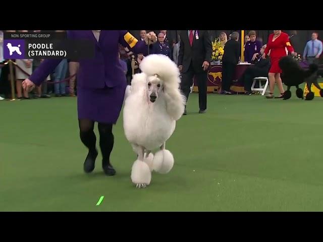 Poodles Standard | Breed Judging 2020