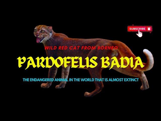 PARDOFELIS BADIA | BORNEO BAY CAT | THE ENDAGERED ANIMAL IN THE WORLD THAT IS ALMOST EXTINCT