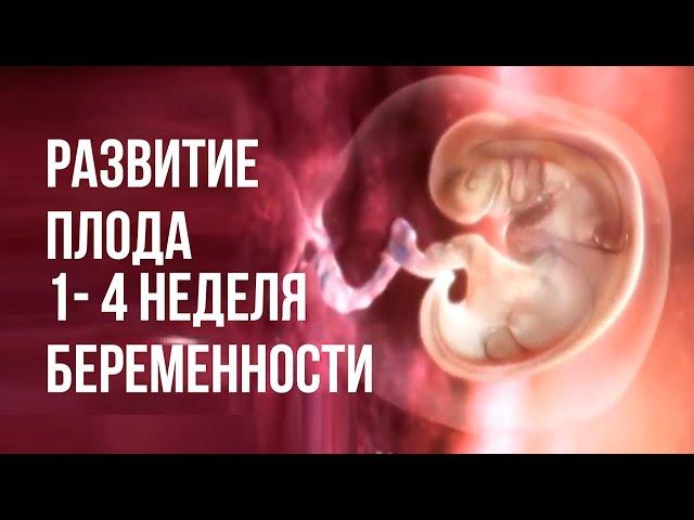 Развитие Плода 1-4 Неделя Беременности