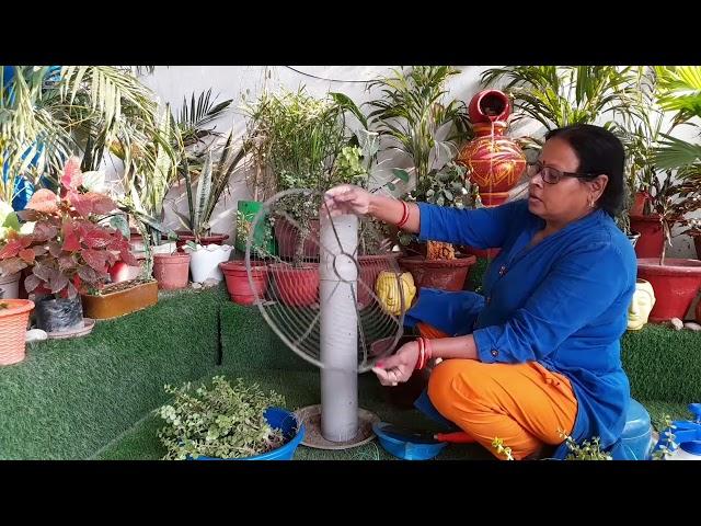 jade plant ki cutting se umbrella diy topiary taiyar kiya #maacreativekitchengarden