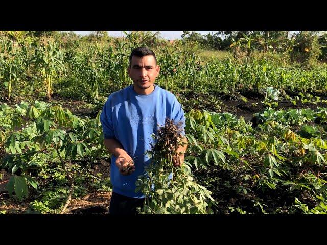 HORTA NO QUINTAL DA ROÇA - AGRICULTURA FAMILIAR AQUI É TUDO PARA A FAMÍLIA