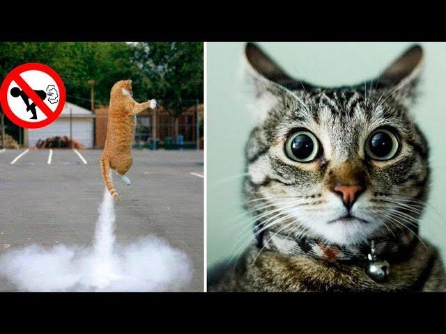 Funny Animal Farts Try Not To Laugh Challenge