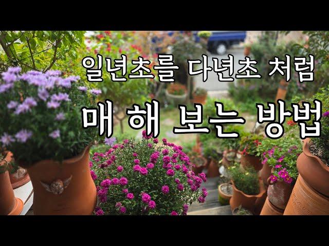 일년초를 다년초처럼 매 해 꽃 피울수있는 방법/개화기 긴 일년초 해마다 볼수 있어요/오래된 주택 마당 가드닝/일년초월동