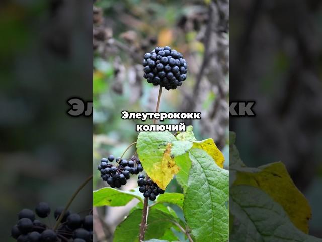  Защитник вашего иммунитета – элеутерококк колючий!  #shorts #plants #растения #сад  #семена