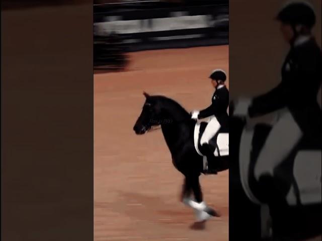 I love it when dressage horses jump  #horse #equestrian #dressage #jumping