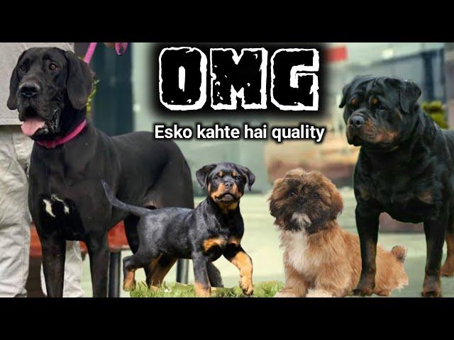 OMG | Top quality Rottweiler | Great dane | Shih tzu for sale