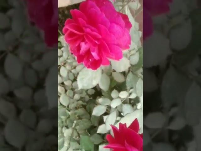 Beautiful Rose|| Rose Flower|| Rose Gardening||