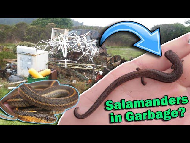 Finding Reptiles in the Trash!
