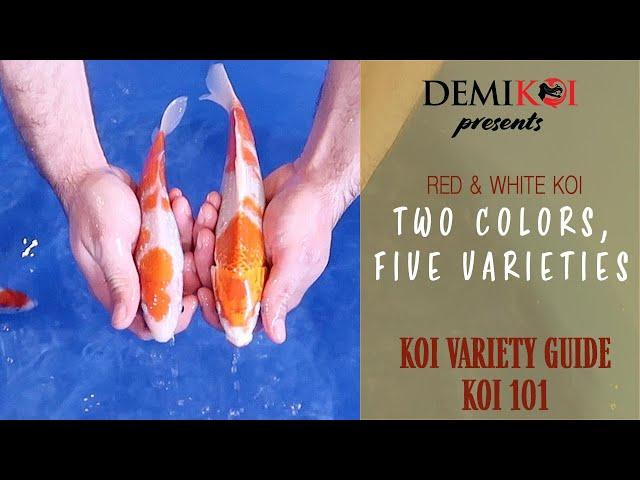 Koi Variety Explained : A Guide to Red and White Koi