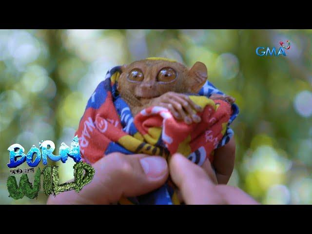 Born to be Wild: Tarsier, the world’s "second smallest primate"