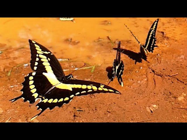 Insects flying and walking in super slow motion