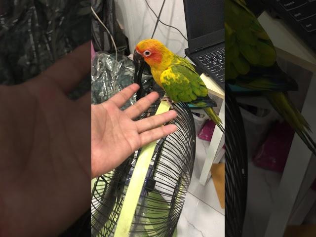 530 Smart Bird Conure  58