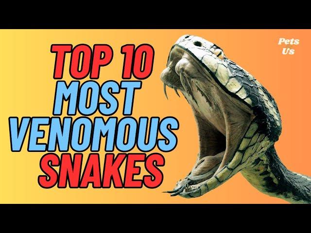  Top 10 Most Venomous Snakes in the World | Deadliest Poisonous Snakes  2023 | Pets and Us