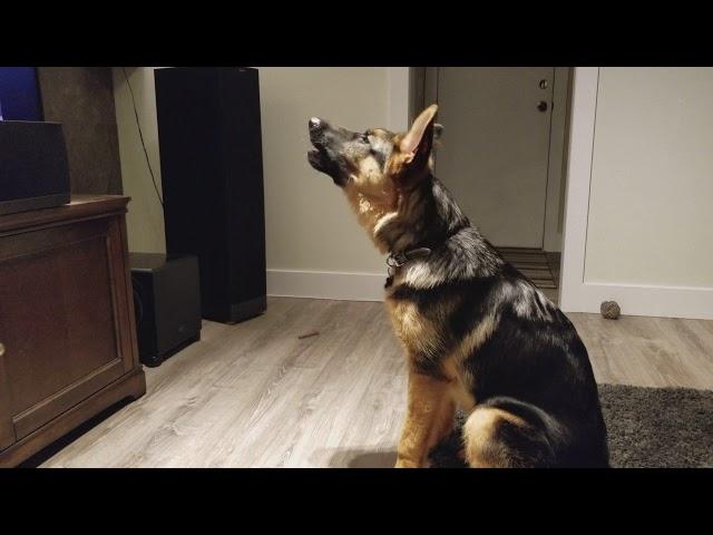 German Shepherd Howling Challenge!