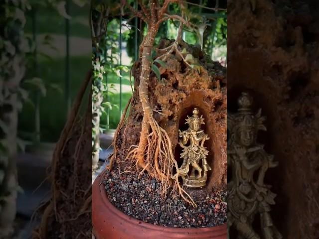 art gallery present lord krishna with bonsai plant #shorts #viralvideo #bonsai #nature #creative