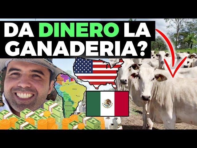 GANA DINERO CON VACAS - El Ganado Da Lucro - Riesgo, Beneficios y Ganancias de La Ganadería