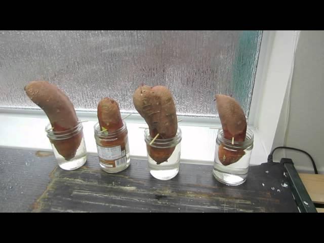 How To Grow Sweet Potato Slips: Getting Started