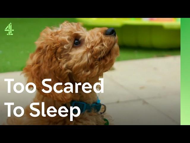 Can this Cockapoo help a boy sleep? | The Dog House  | Percy the Cockapoo