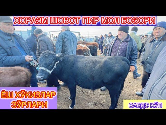 ХОРАЗМ ШОВОТ ПИР  МОЛ БОЗОРИ ЁШ ХЎКИЗЛАР ЗЎРЛАРИ 13-ноября 2024 г.