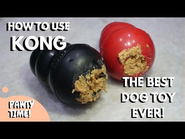 How To Use Kong Dog Toy | Everything About The BEST Dog Toy In The World