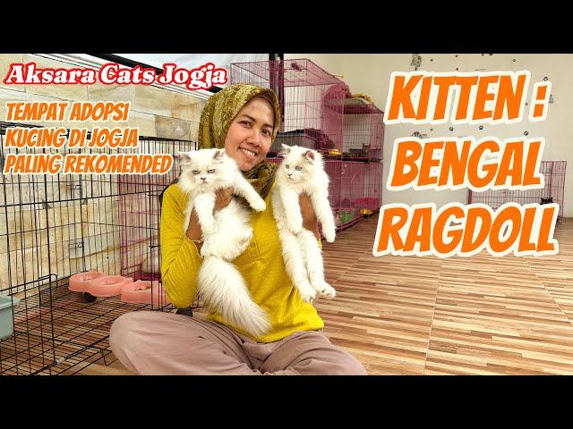 SIAP ADOPSI KUCING BENGAL DAN KUCING RAGDOLL || #kucinglucu  #catlover