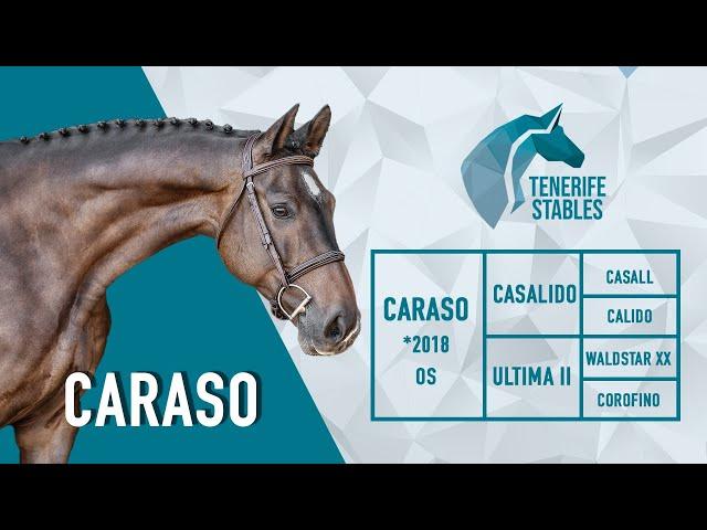 Caraso, 2018 Casalido (Casall) gelding home schooling