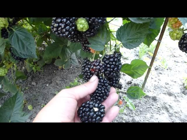 Сорт ежевики Киова.Самый крупноплодный в мировой селлекции.