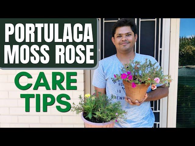Portulaca Moss Rose Care Tips | Things to Take Care for More Blooms