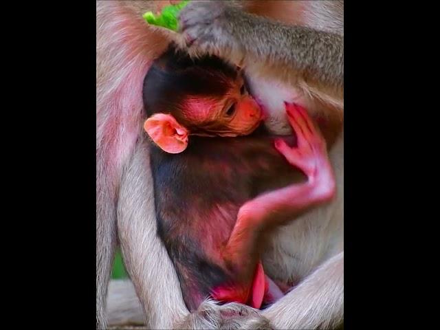 Beautiful mouth baby macaque trying to feeding milk #monkey  #wildmonkeys