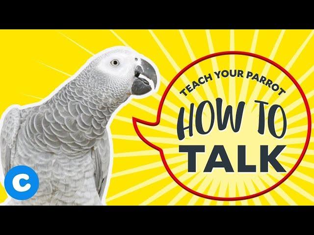 Teach Your Parrot How to Talk | Chewy