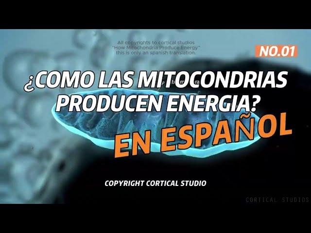 COMO LAS MITOCONDRIAS PRODUCEN ENERGIA DUB ESPAÑOL (CORTICAL STUDIOS)