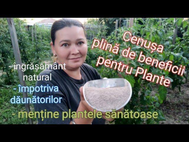 Cenușă împotriva dăunătorilor , al bolilor dar și îngrășământ natural pentru Plante