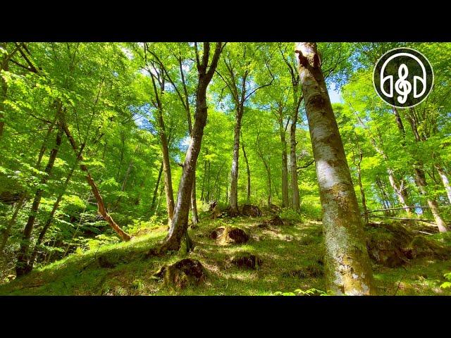 Spring mountain forest. Relaxing birdsong for relaxation, meditation and sleep.