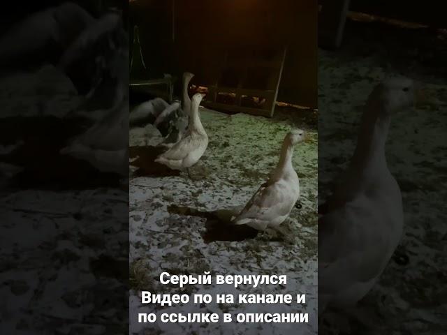 Серый гусь вернулся