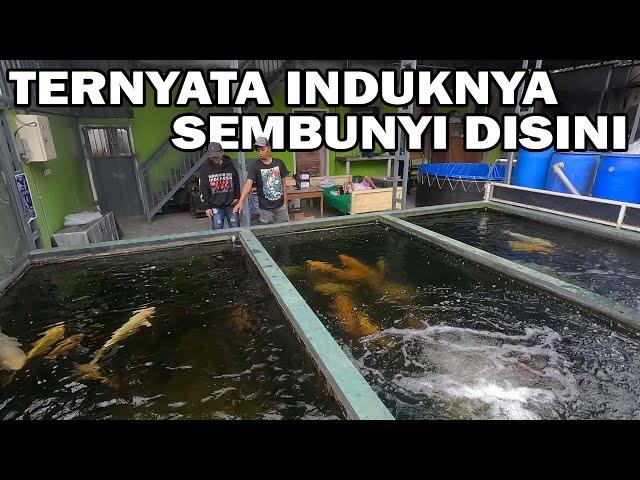 GAK NYANGKA ADA KOI IMPOR DISINI | INTIP INDUKAN KHUSNUL KOI